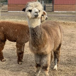  Female Huacaya Alpaca ( Jalapena ) 