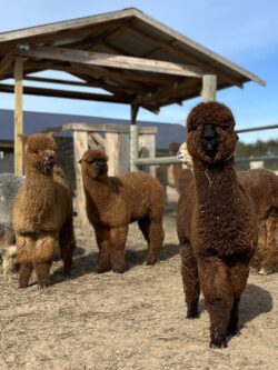 Male Cria Huacaya Alpaca ( King Otto )