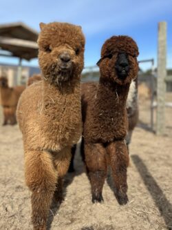 Male Cria Huacaya Alpaca ( King Otto )