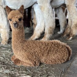 Male Cria Huacaya Alpaca ( King Otto )