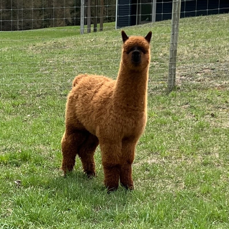 Male Cria Huacaya Alpaca (Sol De Bronce)