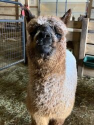 Male Cria Huacaya Alpaca (Sol De Bronce)