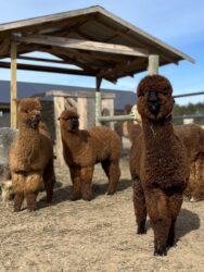 Male Cria Huacaya Alpaca (Sol De Bronce)