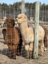 Male Cria Huacaya Alpaca (Sol De Bronce)