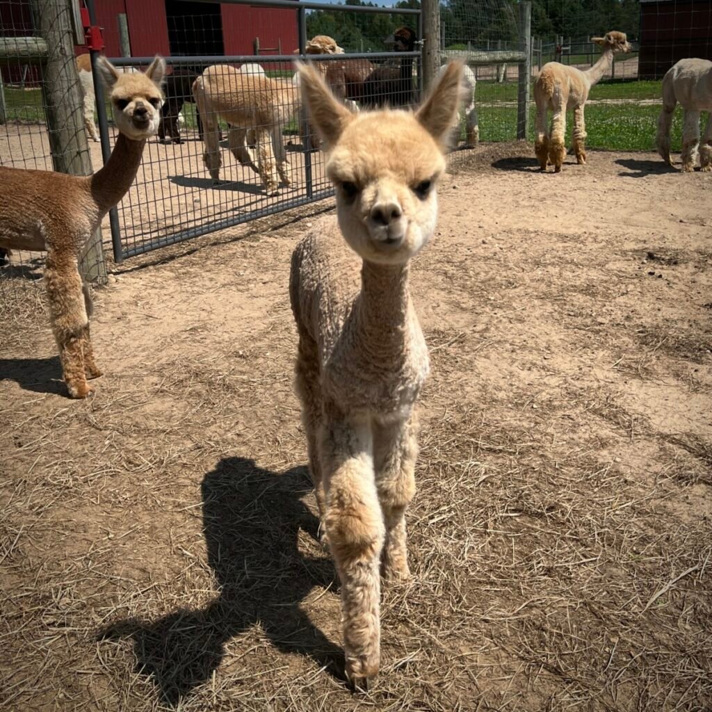 Male Cria Huacaya Alpaca ( Sour Diesel )