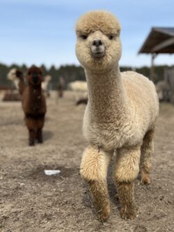Male Cria Huacaya Alpaca ( Sour Diesel )