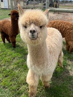 Male Cria Huacaya Alpaca ( Sour Diesel )