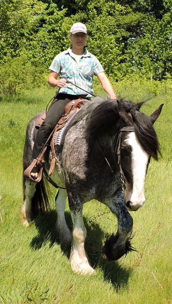 Clydesdale Gelding