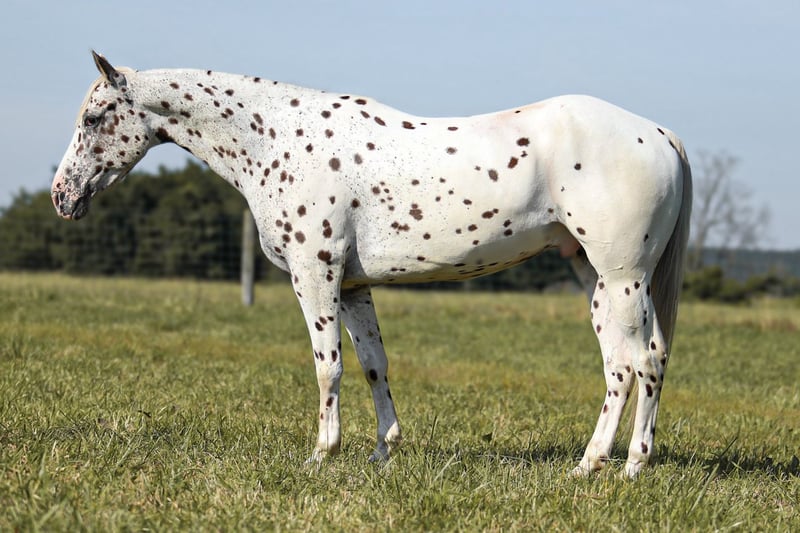 Leopard Appaloosa Gelding