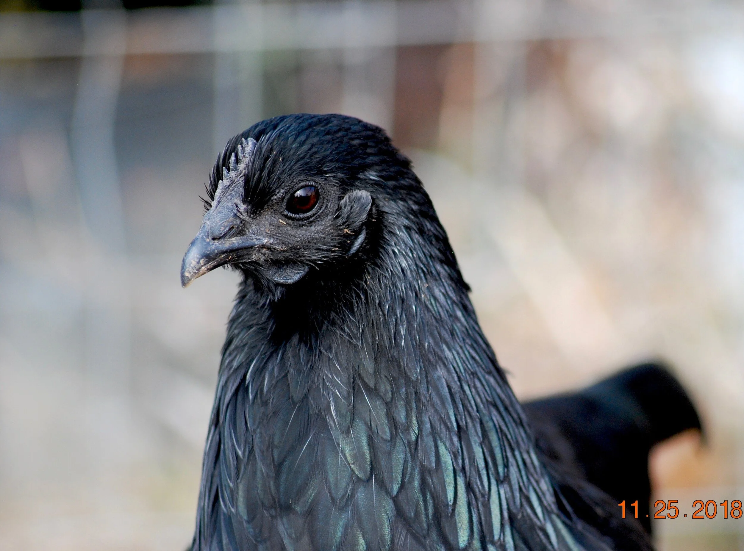 Ayam Cemani Hen