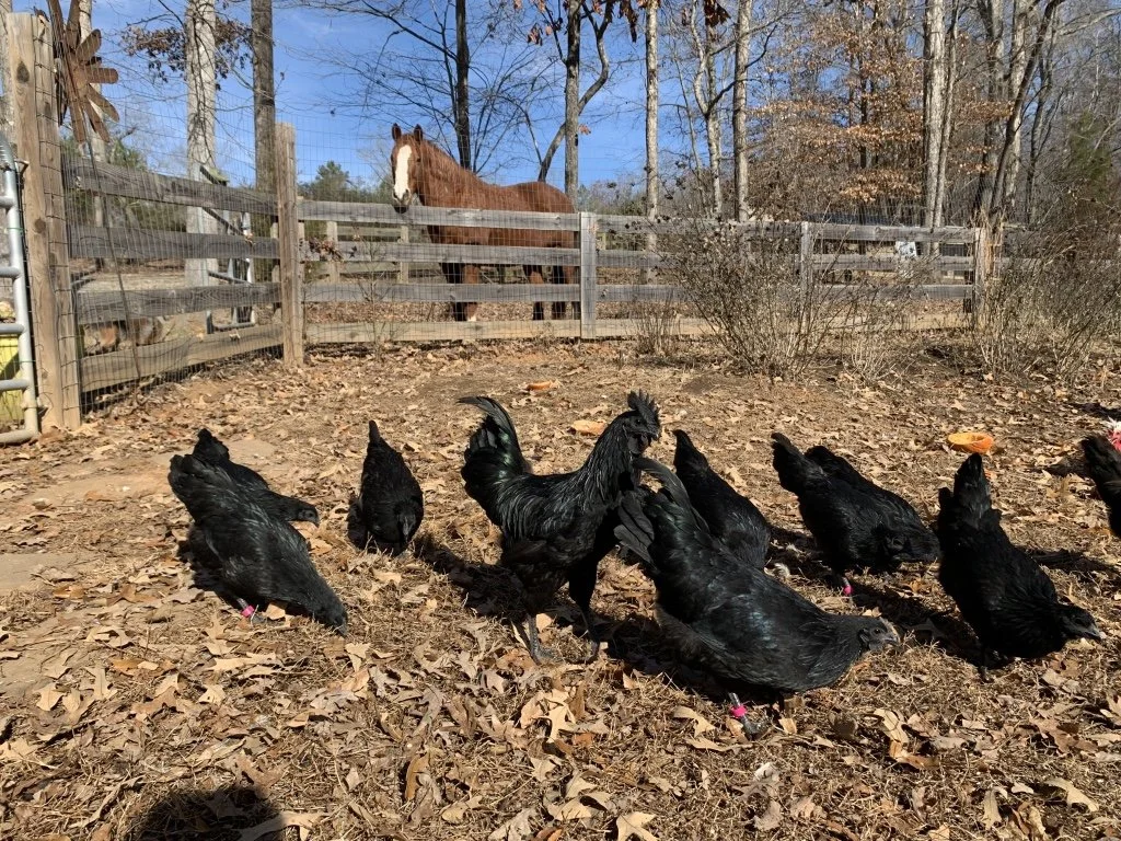 Ayam Cemani Hen