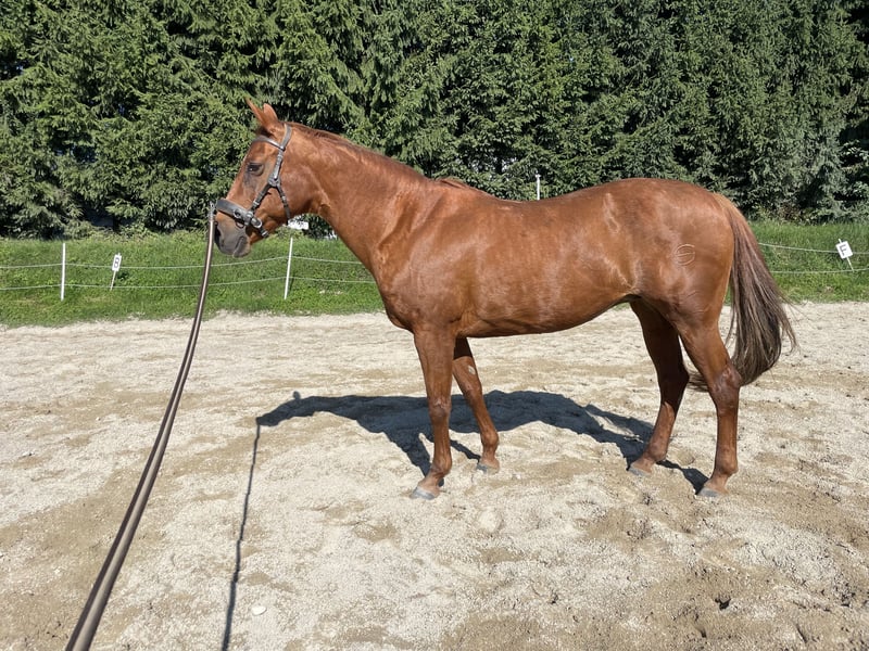Quater Horse 