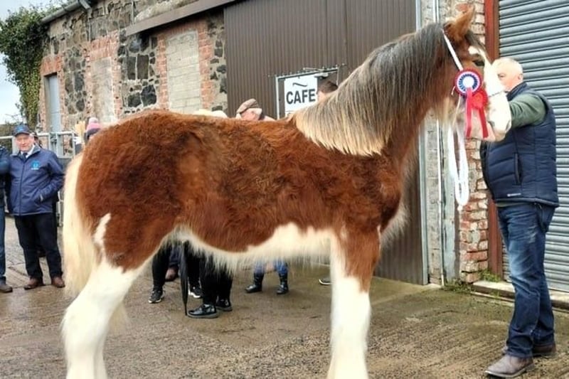 Fabulous Clydesdale