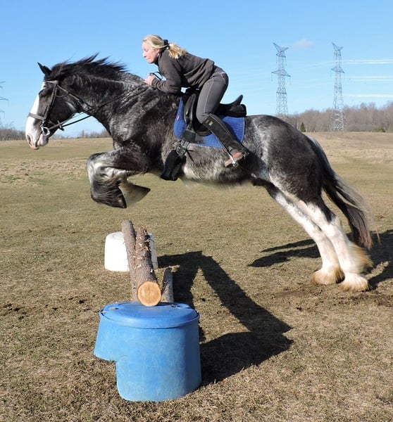 Clydesdale Gelding