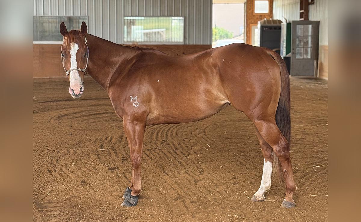 Tomcat Barrel Horse 