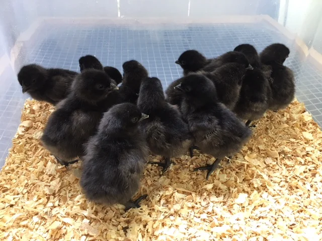 Ayam Cemani Chicks ( 14 chicks )
