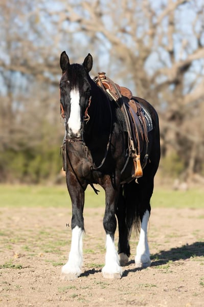 American Quater Horse