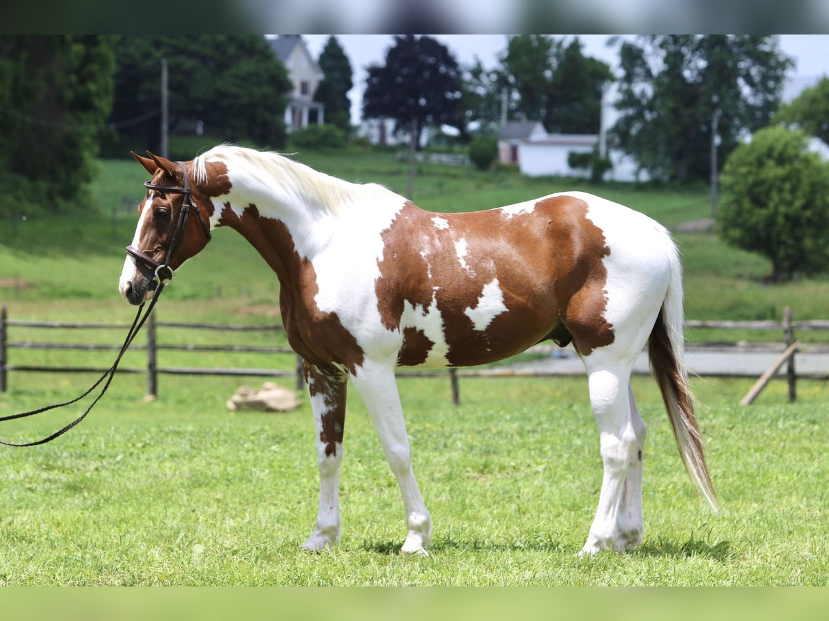 Sorrel Paint Gelding( Django )