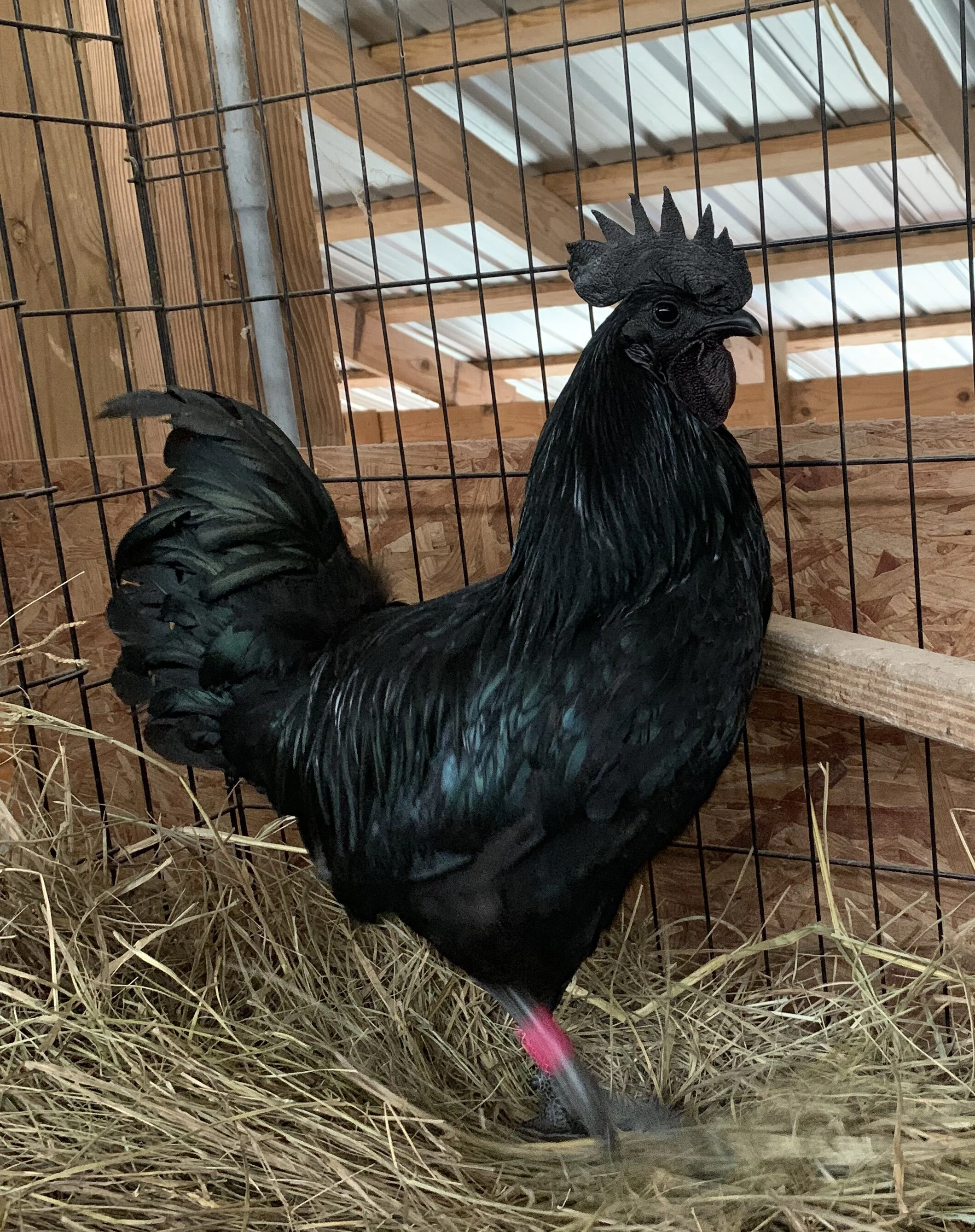 Ayam Cemani Cock 