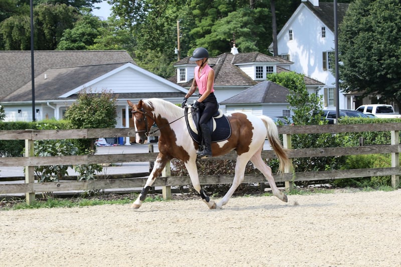 Sorrel Paint Gelding( Django )