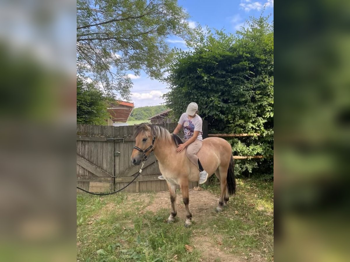 Fjord Horses ( Bobby )