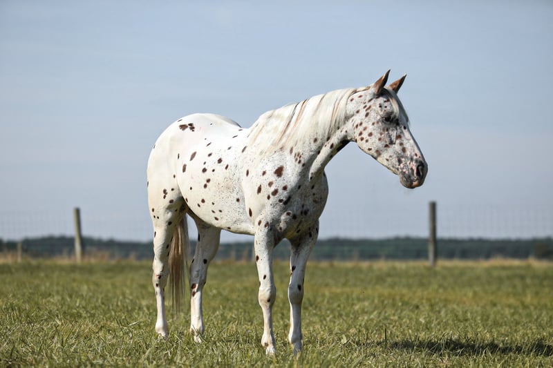 Leopard Appaloosa Gelding