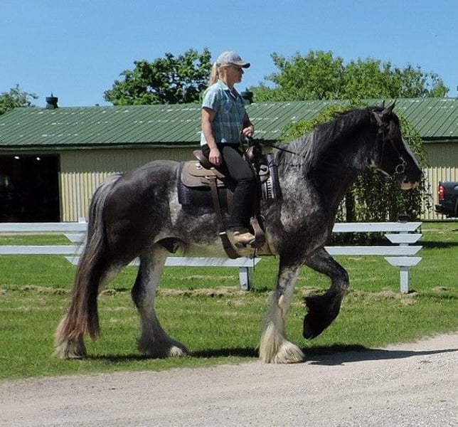 Clydesdale Gelding