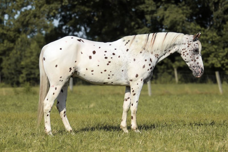 Leopard Appaloosa Gelding
