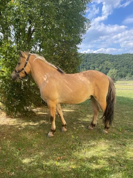 Fjord Horses ( Bobby )