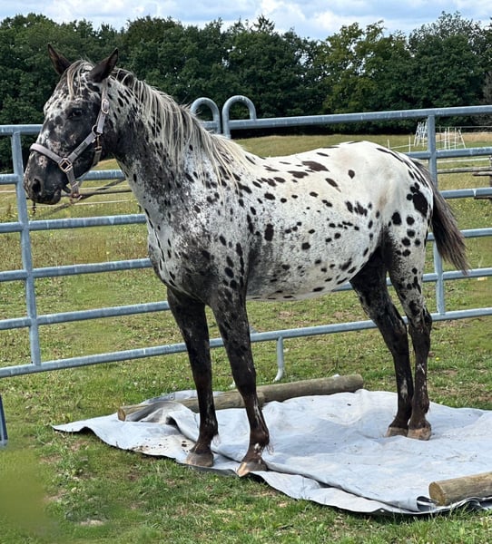 Typvolle Appaloosa-Stute