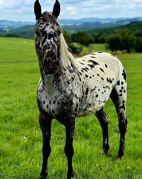 Typvolle Appaloosa-Stute