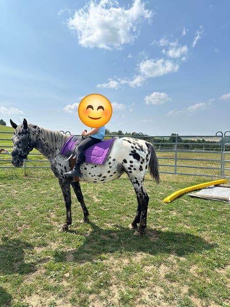 Typvolle Appaloosa-Stute