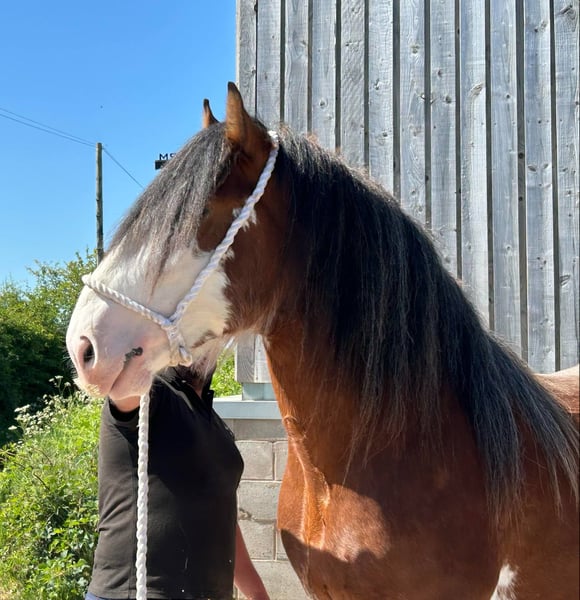 Fabulous Clydesdale