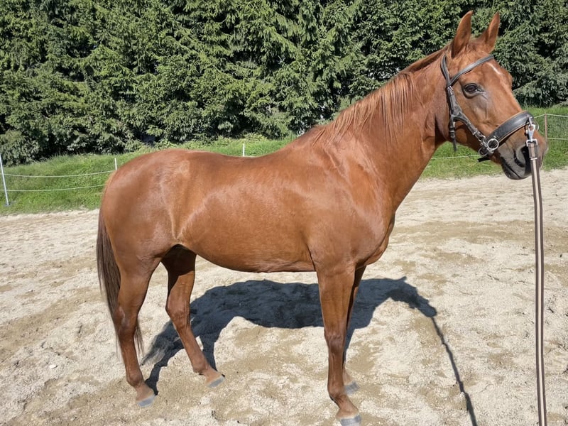 Quater Horse 