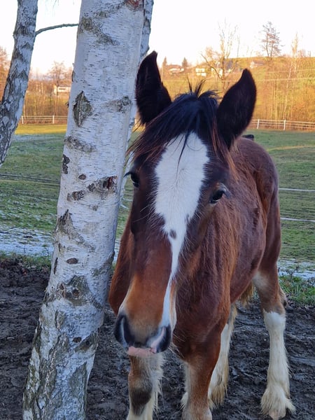  Shire Horse Mare