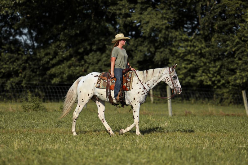 Leopard Appaloosa Gelding