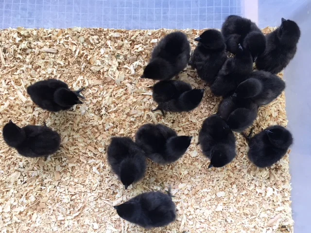 Ayam Cemani Chicks ( 14 chicks )