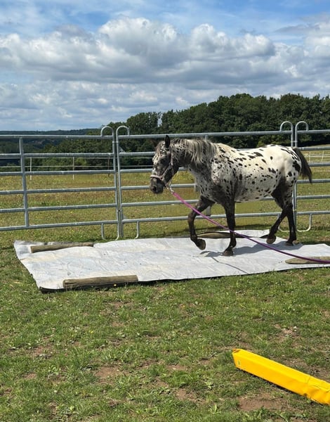 Typvolle Appaloosa-Stute