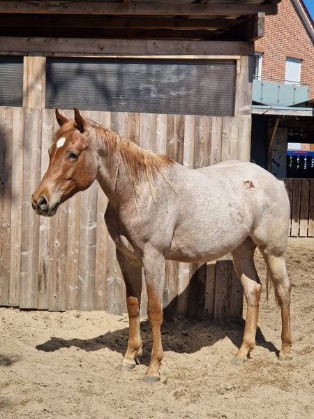 Red roan Quarter Horse