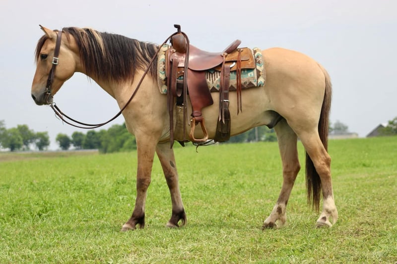 Fjord Horses (Elmer )