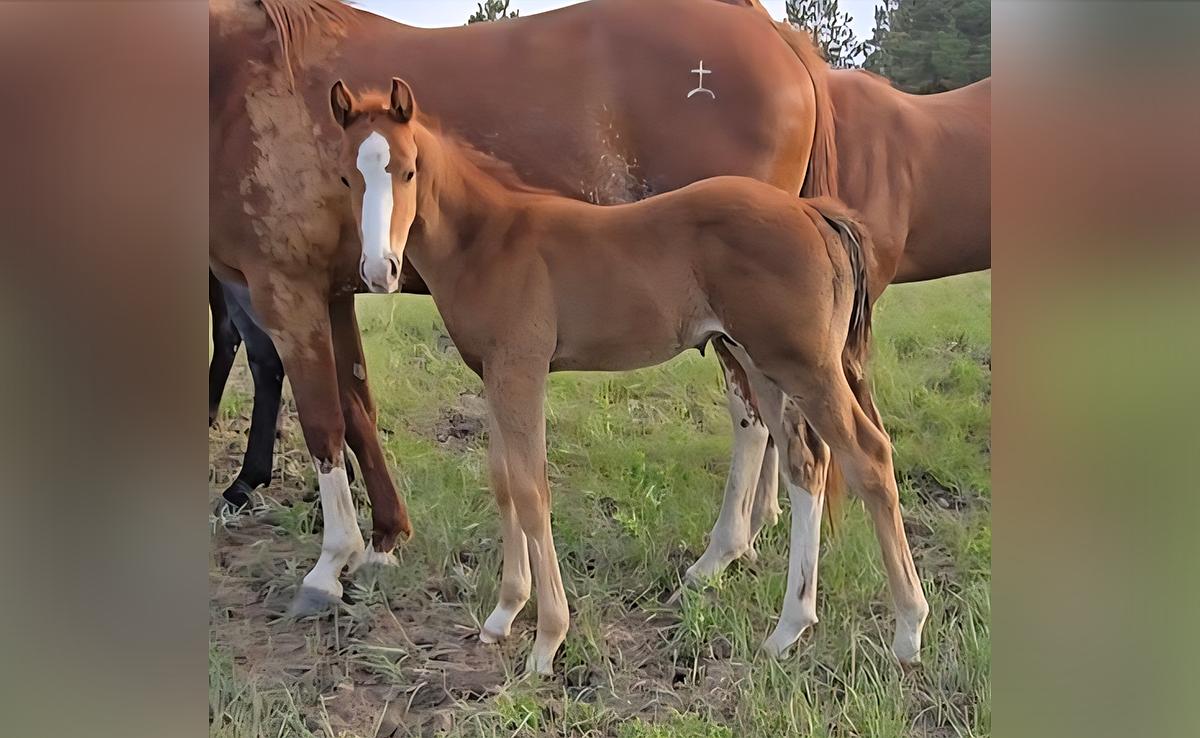 Quarter Horse