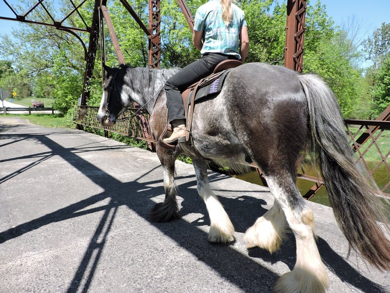 Clydesdale Gelding
