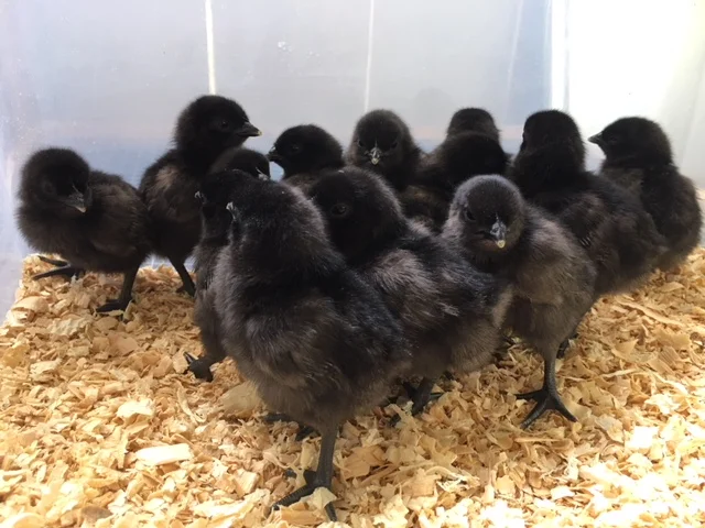 Ayam Cemani Chicks ( 14 chicks )