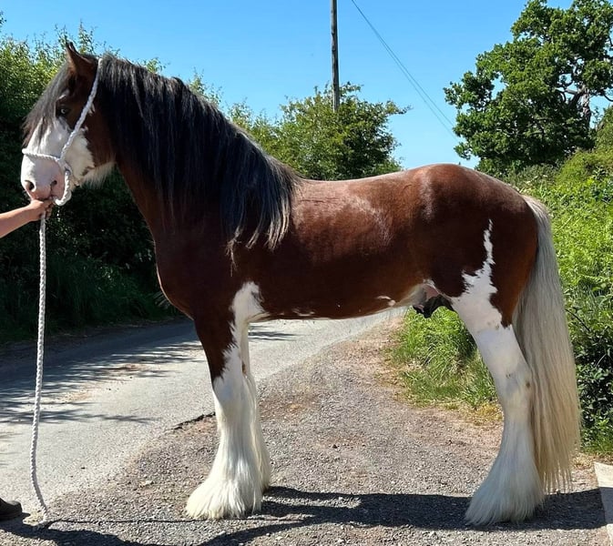 Fabulous Clydesdale