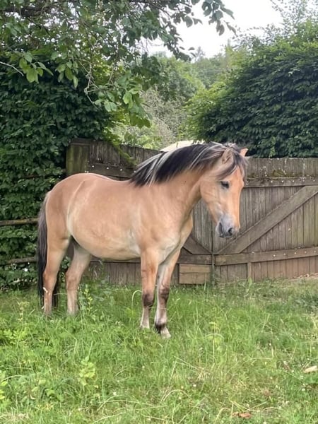 Fjord Horses ( Bobby )