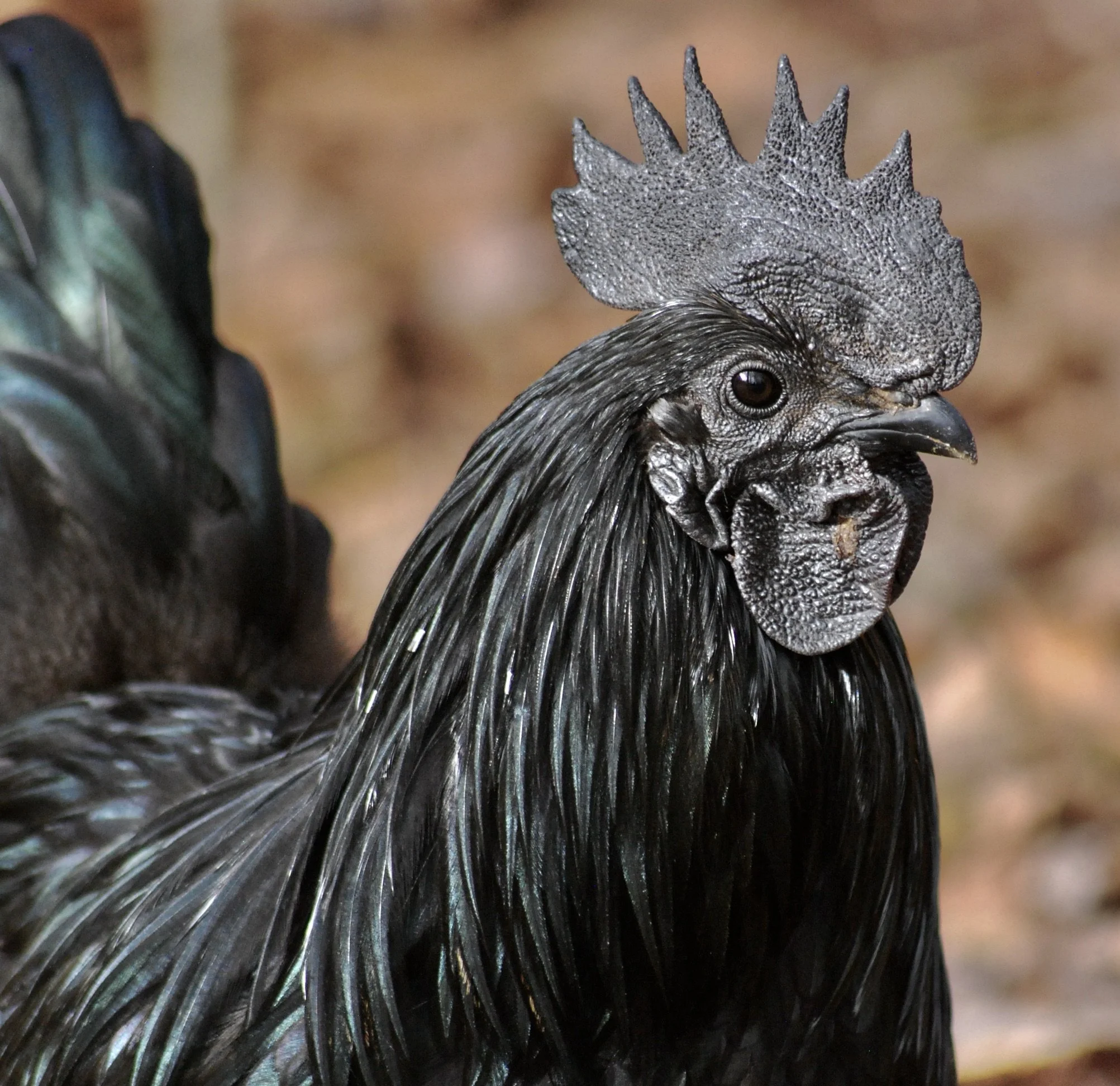 Ayam Cemani Cock 
