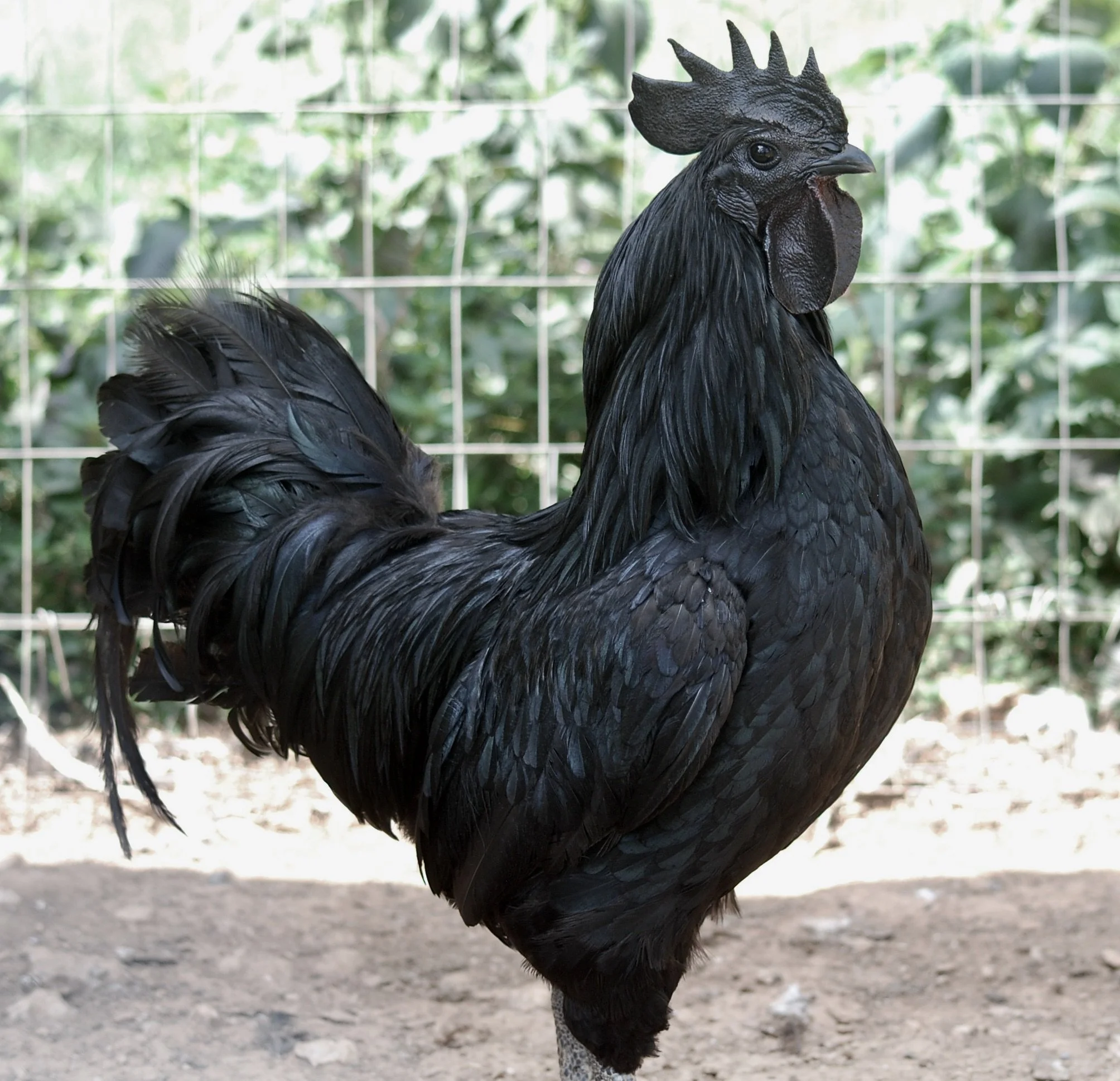 Ayam Cemani Cock 