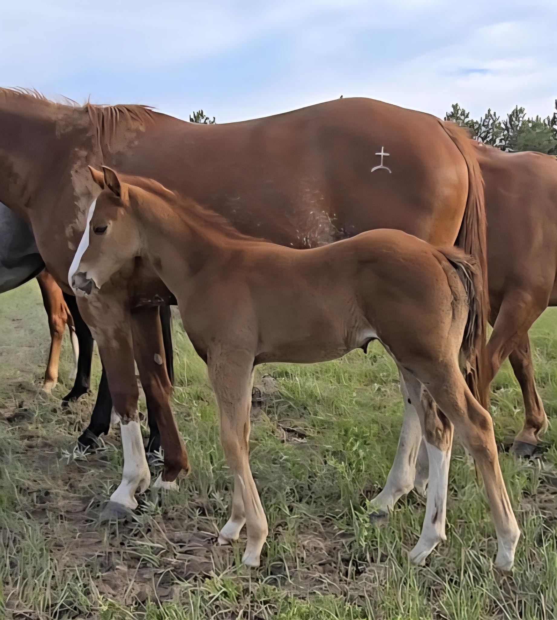 Quarter Horse