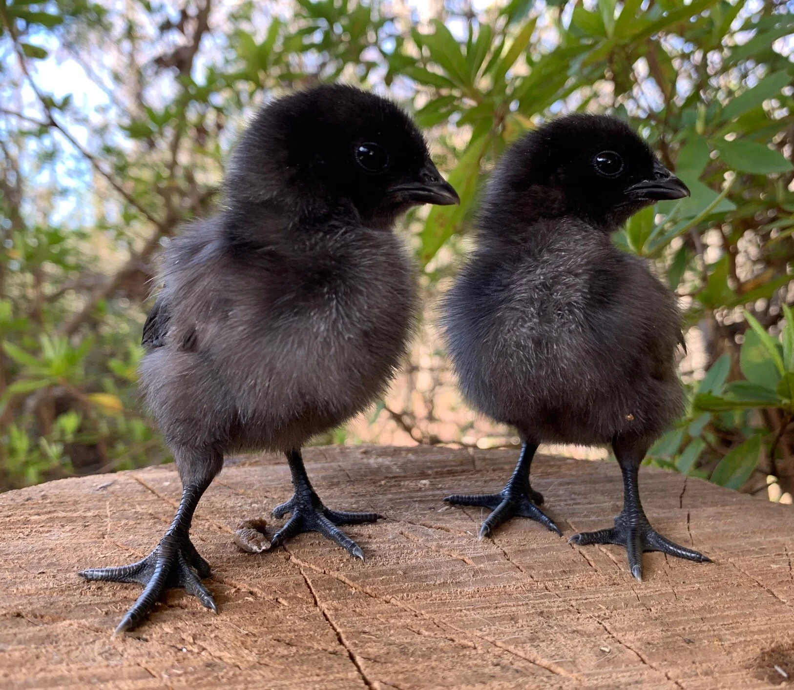 Ayam Cemani Chicks ( 14 chicks )