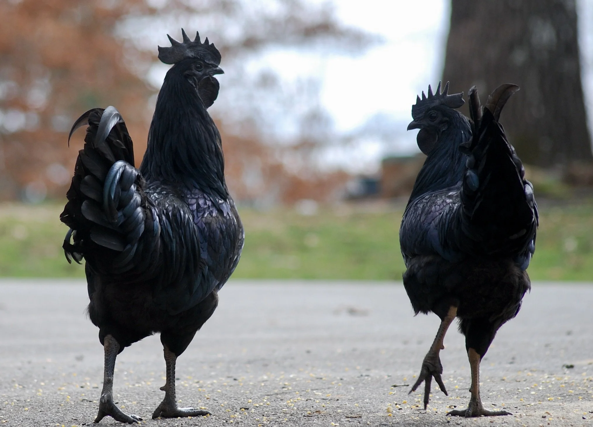 Ayam Cemani Cock 